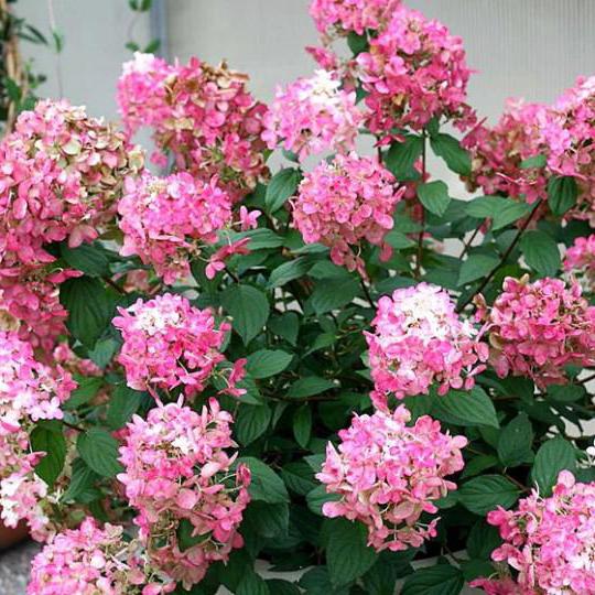 Гортензия метельчатая Пинк Леди